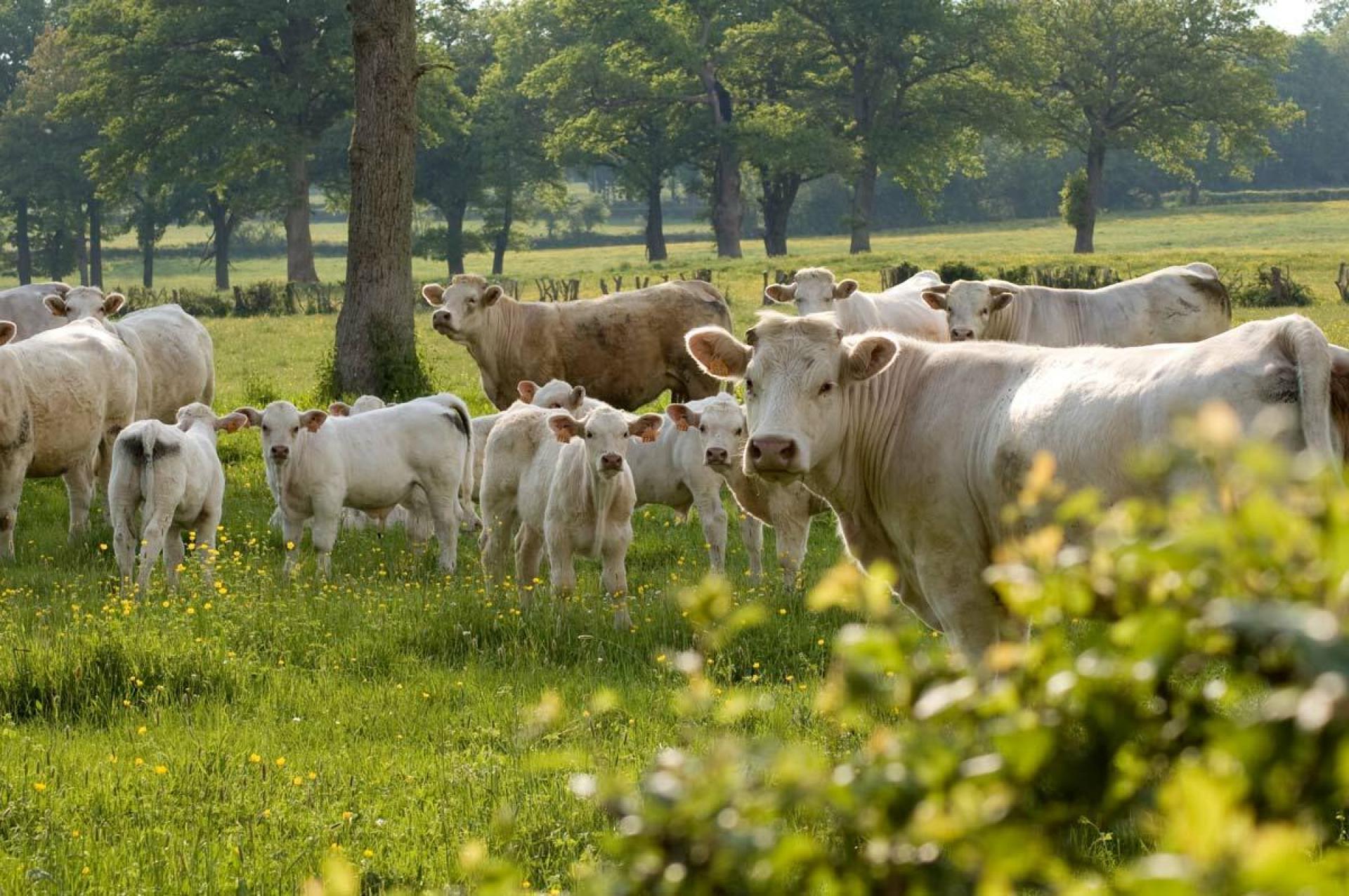 Vaches dans une élevage bovin
