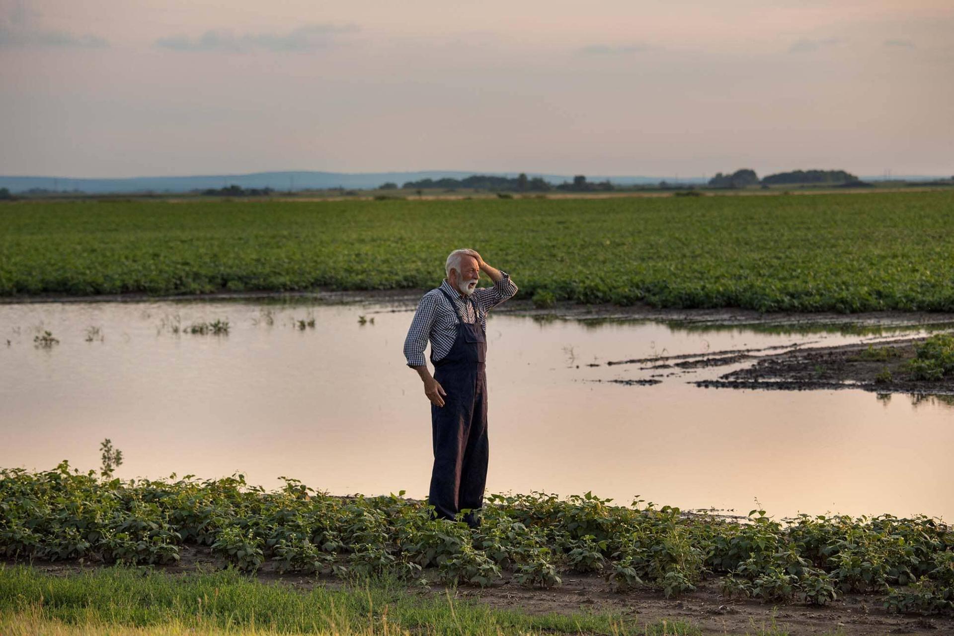agriculteur catastrophé dans son champs de culture inondé