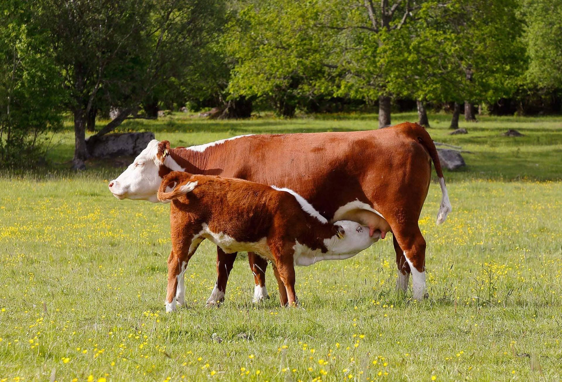 vache allaitant son veau dans un champs