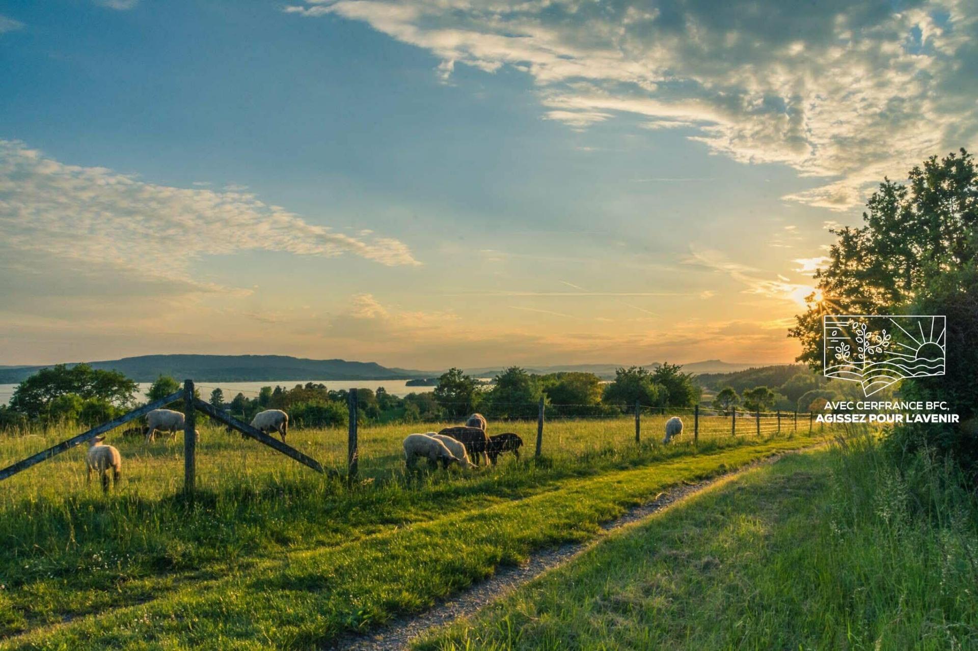 champ avec des animaux