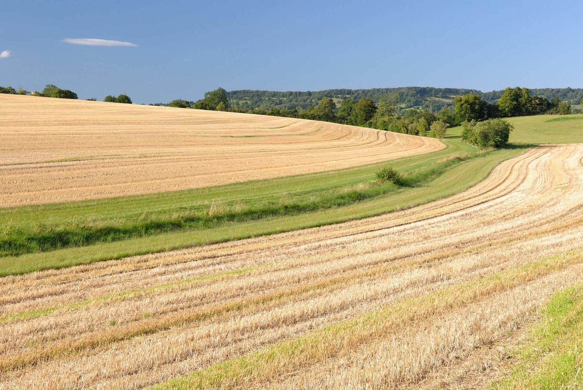 bande enherbée au milieu d'un champ de blé moissonné