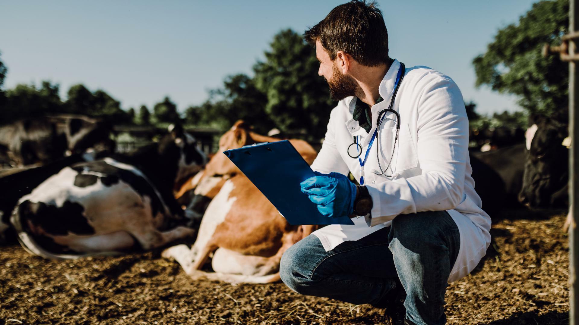 vétérinaire en visite sur une exploitation