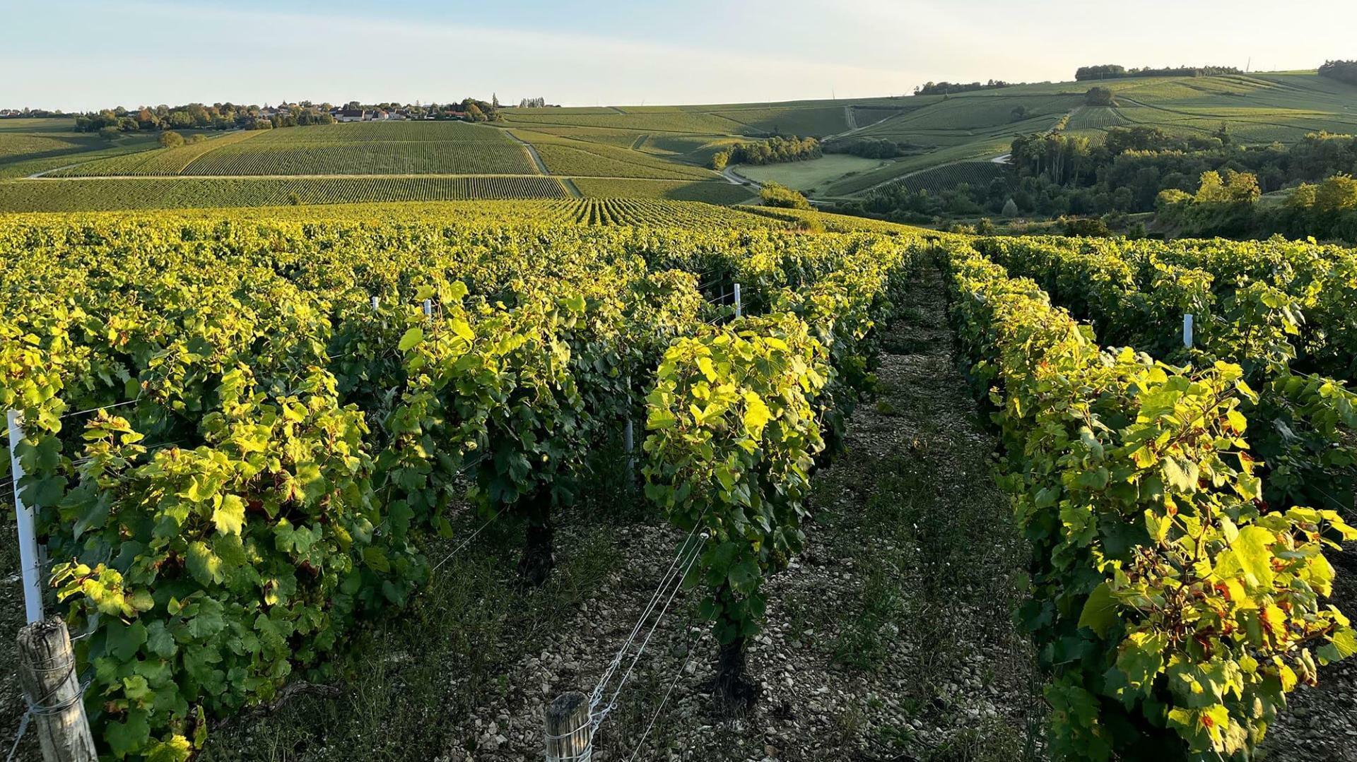 paysage de vignes dans l'Yonne
