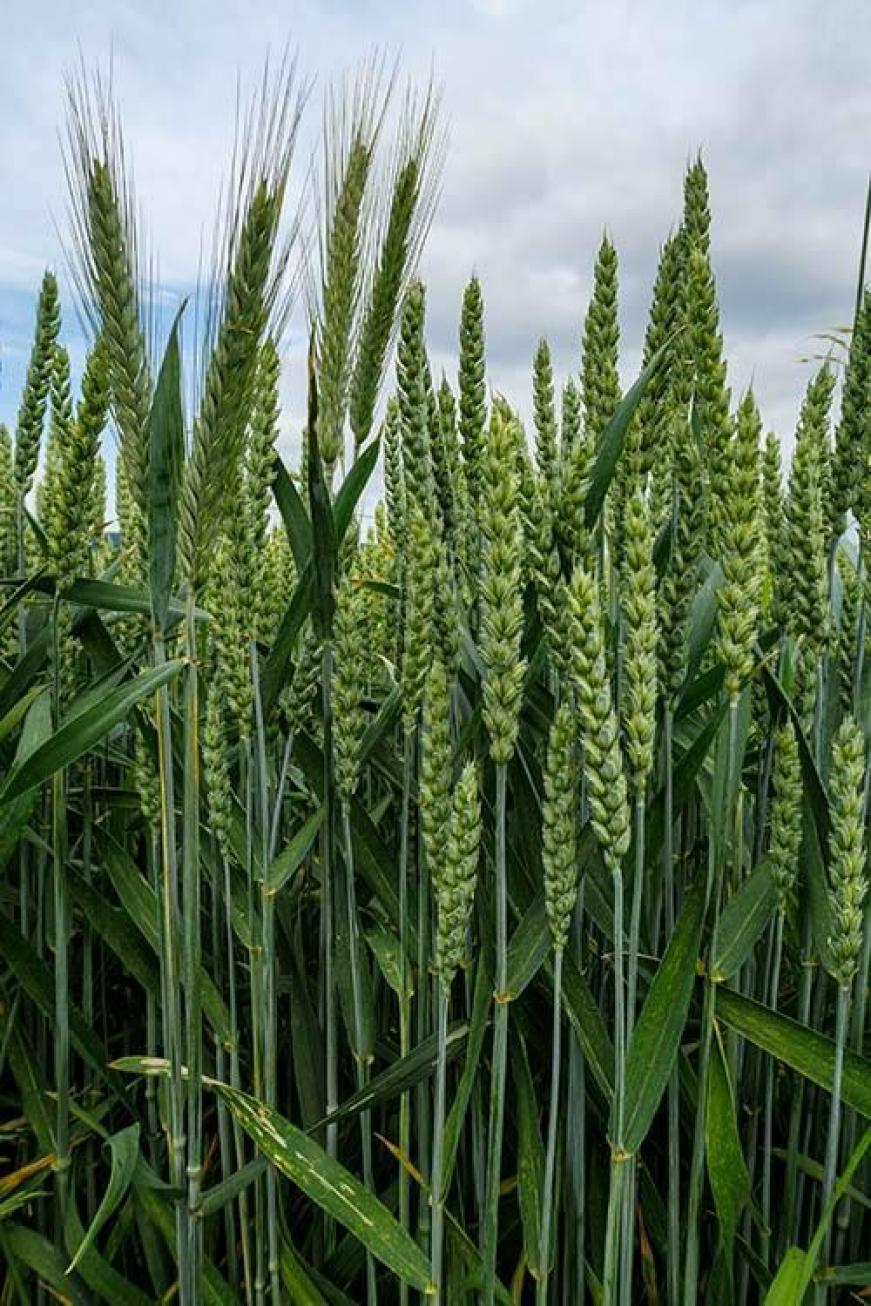 épis de blé tendre