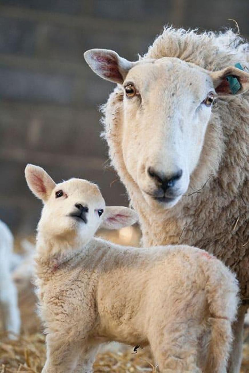 brebis et son agneau en gros plan
