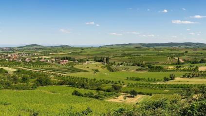 paysage rural avec champs et vignes