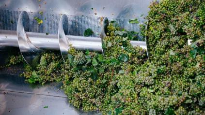 gros plan sur une turbine et du raisin dans un pressoir