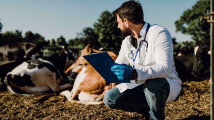 vétérinaire en visite sur une exploitation