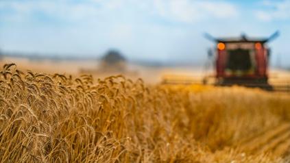 blé au premier plan et moissonneuse en arrière plan flou